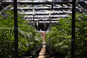 indoor-cannabis-farm